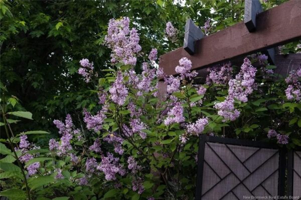 flower1